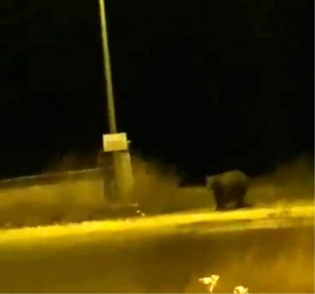 Kastamonu\'da Karşılaşan Ayılar Konuştu