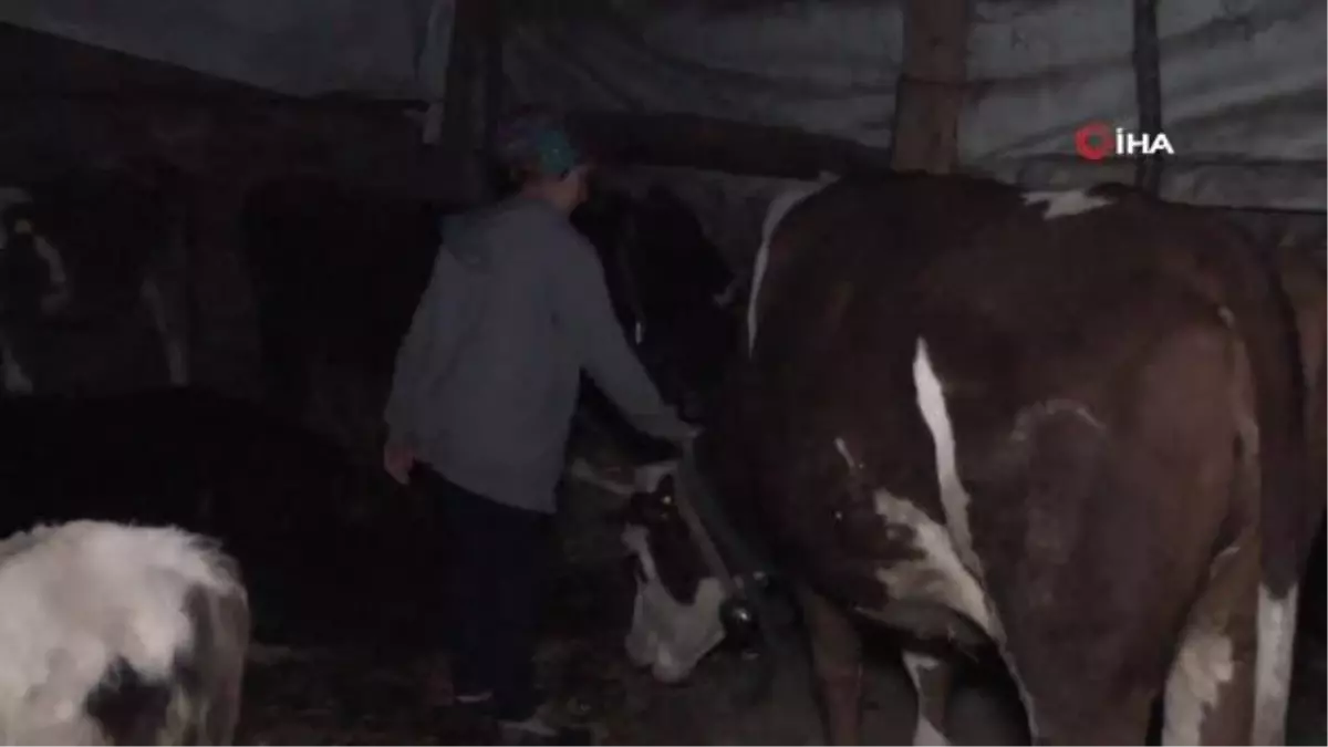 İneklerinin 4 ay başkasının üzerine kayıtlı olduğunu öğrenince şoke oldu