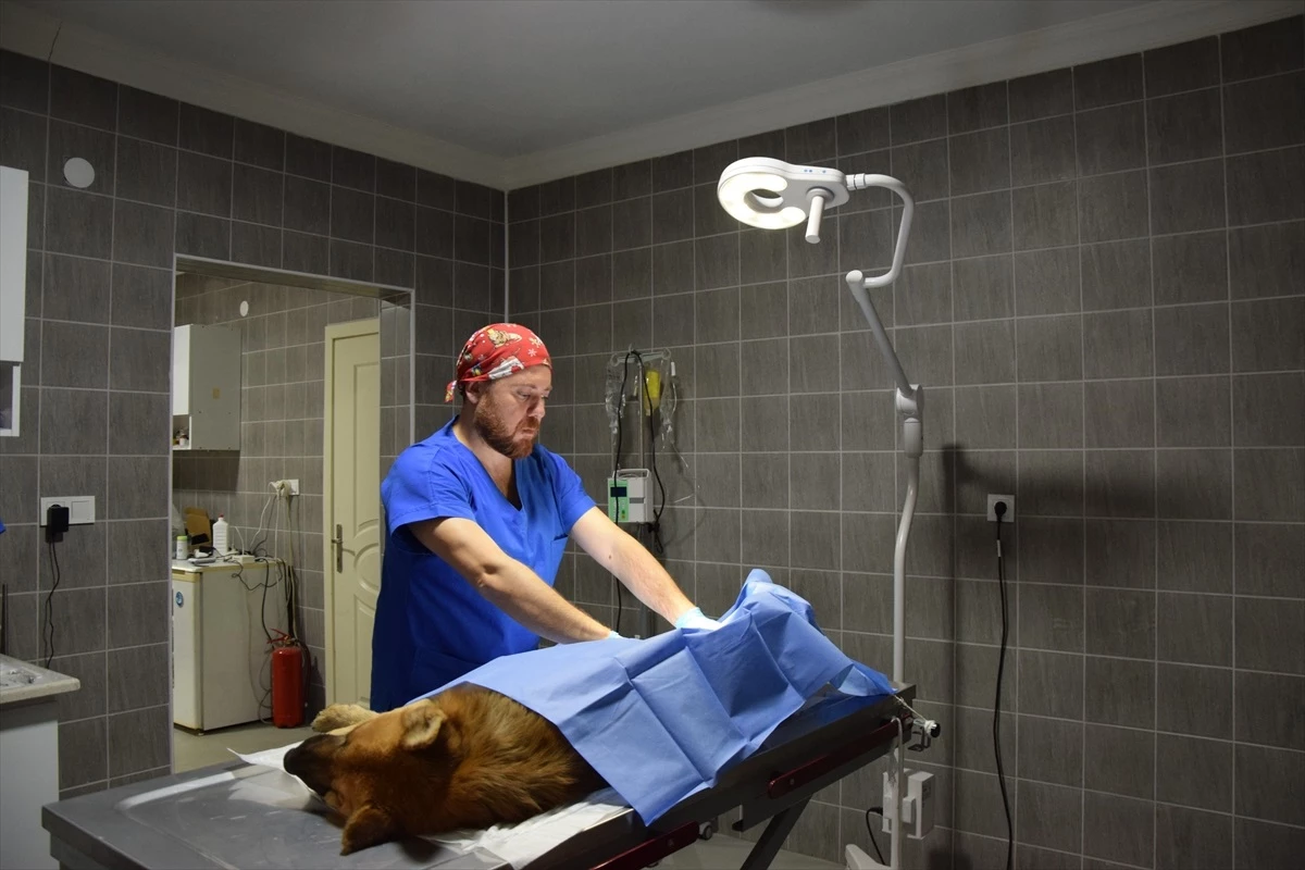 Bilecik\'te Hayvan Hastanesi ve Rehabilitasyon Merkezi\'nde 123 Köpek Kısırlaştırıldı