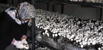 Aksaray Valisi Mehmet Ali Kumbuzoğlu, Kadın Girişimci Tarafından Kurulan Mantar Serasını Ziyaret Etti