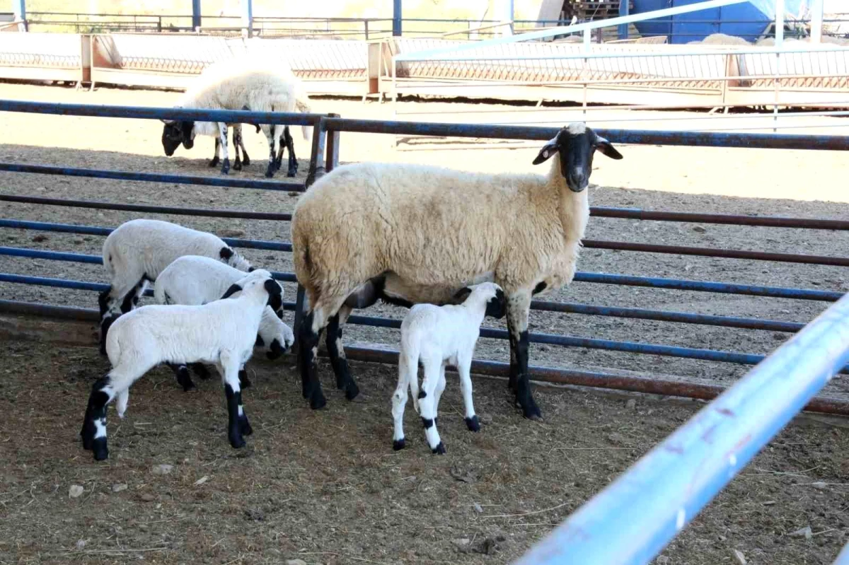 Aydın Büyükşehir Belediyesi Sakız Koyunu Çiftliği\'nde Kınalı İsimli Koyun Dördüz Doğurdu