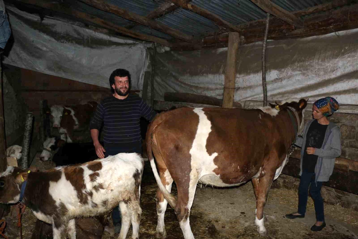 Karabük\'te Hayvanlar Başkasının Üzerine Göründü, Soruşturma Başlatıldı
