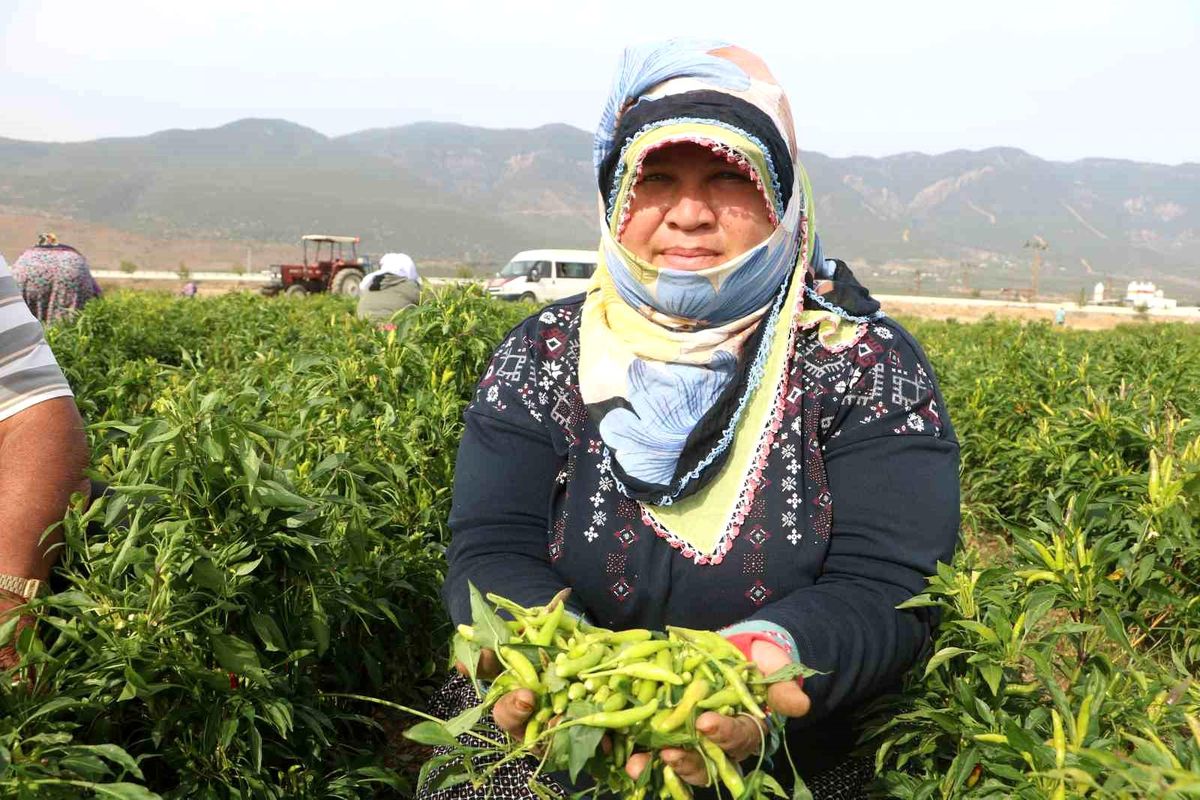 Depremzede Tarım İşçilerine Acı Biber Zorluğu