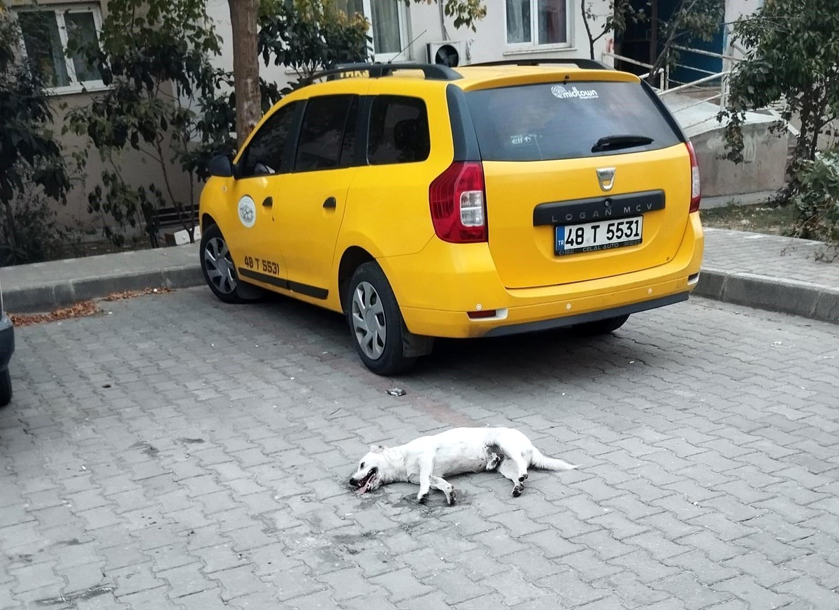 Muğla\'da köpeğin zehirlenmesine mahalle sakinleri tepki gösterdi