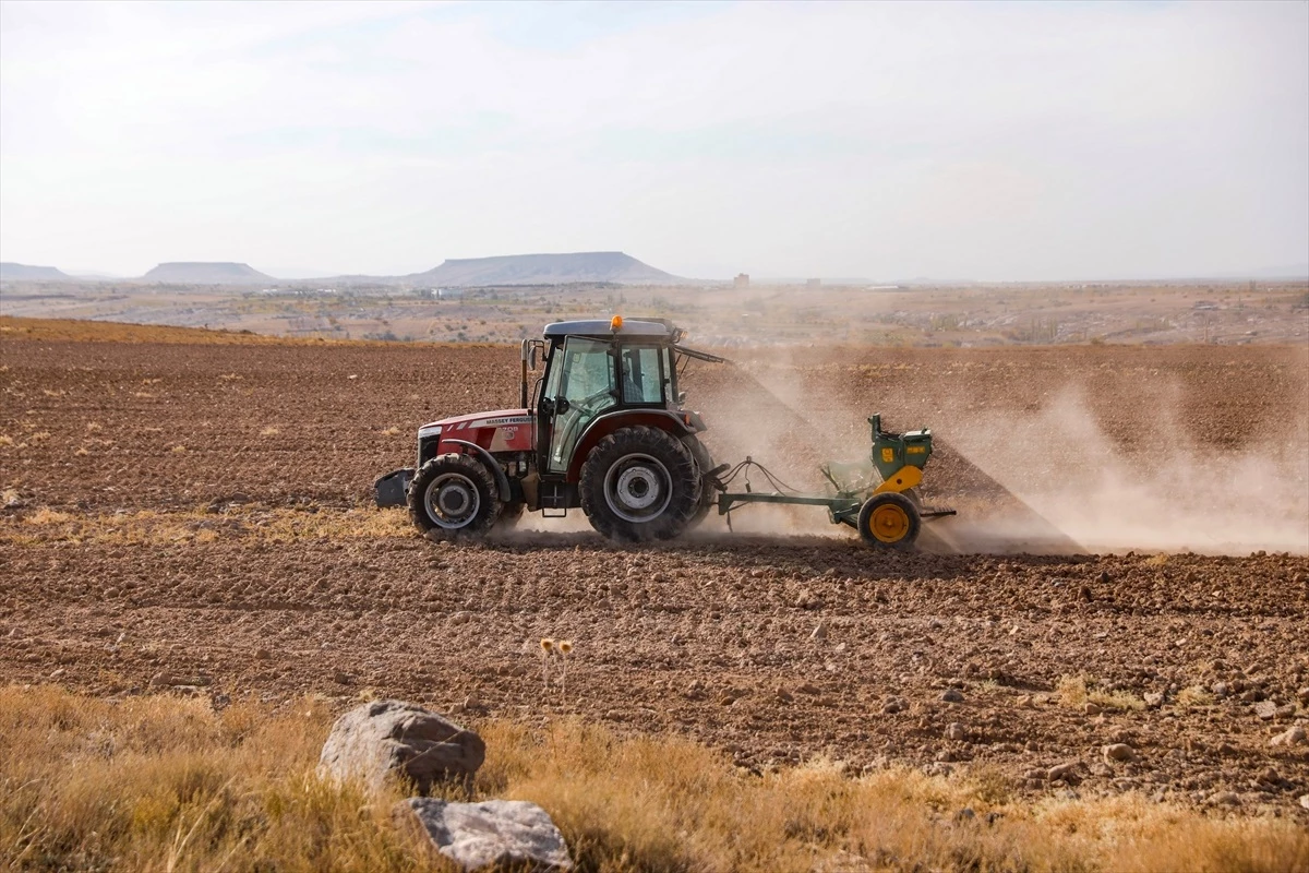 Nevşehir Belediyesi, Kendi Tarım Araziinde Buğday Ekimi Gerçekleştirdi
