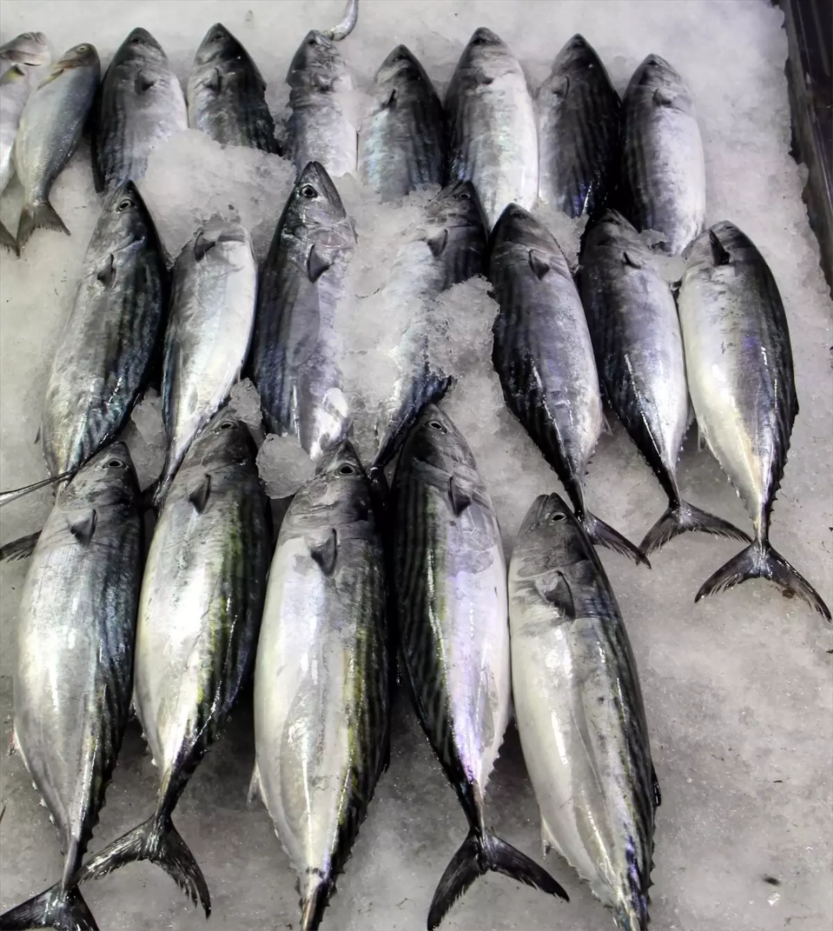 Sinop\'ta Palamut Fiyatları Uçtu