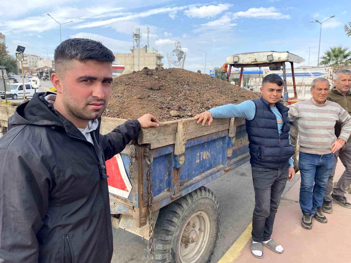Manisa\'da Üzüm Hasadı Tamamlandı, Çiftçiler Gübreleme Çalışmalarına Başladı