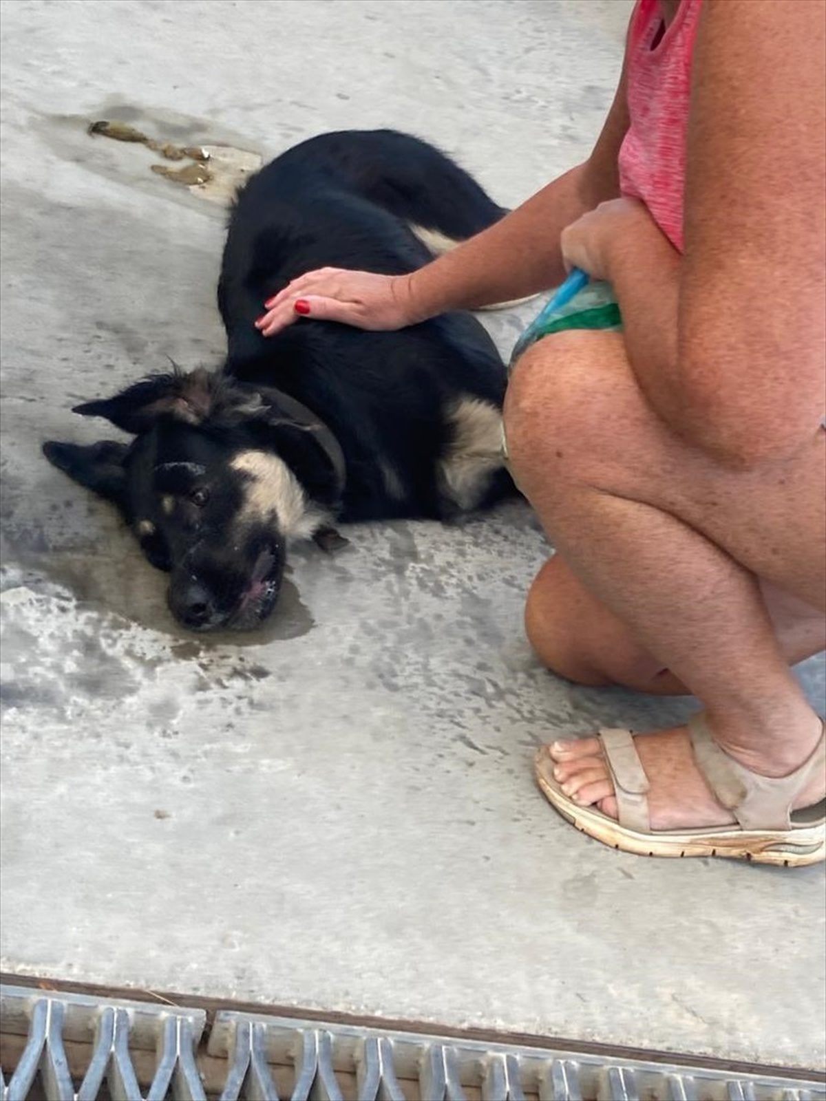 Bodrum\'da Zehirlenen Köpeklerin Ölümü Araştırılıyor