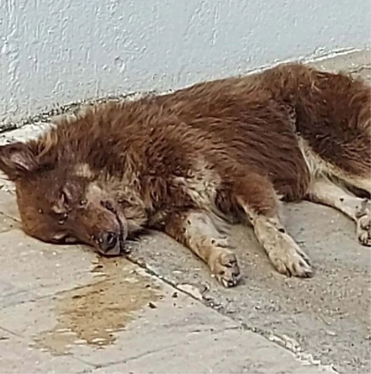 Bodrum\'da Zehirlenen Köpekler Hayatını Kaybetti