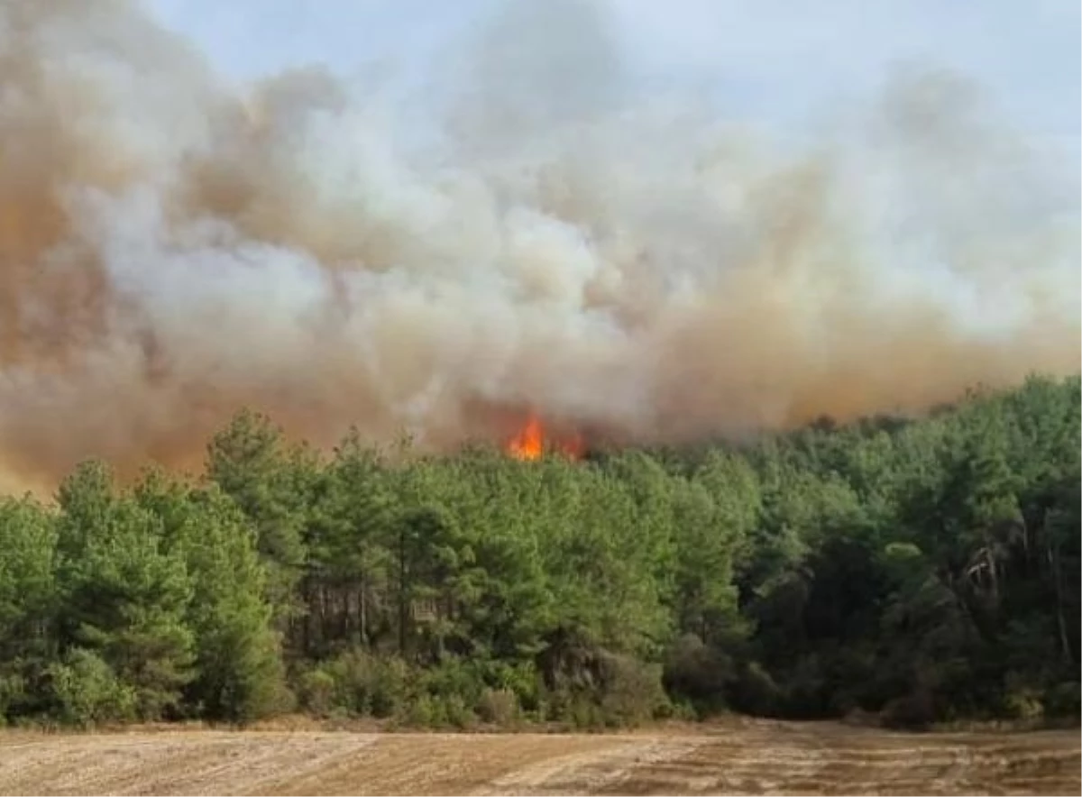 Gelibolu\'da Orman Yangını Çıktı