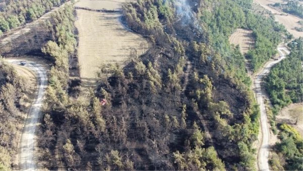 Gelibolu\'da çıkan orman yangınında çiftlikler zarar gördü