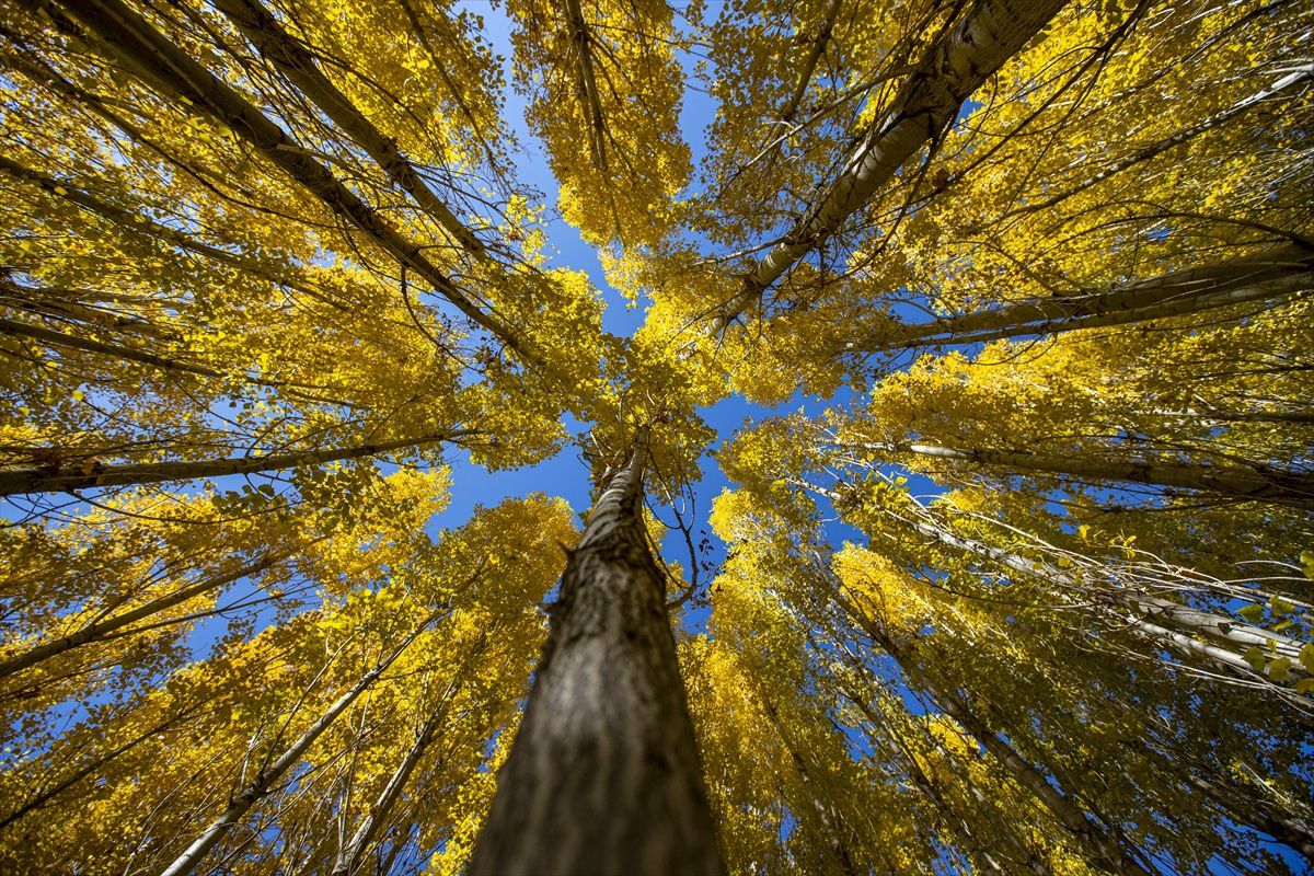 Erzurum\'un kırsal mahalleleri sonbahar renkleriyle büründü