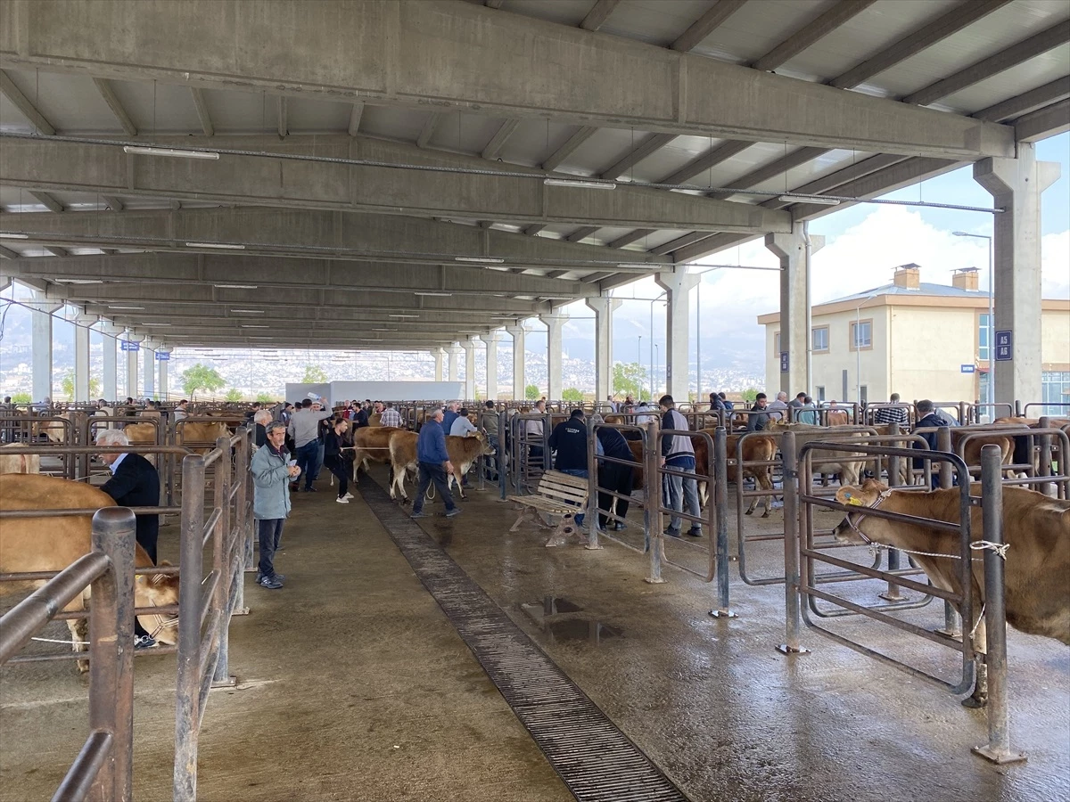 Kahramanmaraş\'ta depremden etkilenen çiftçilere 130 büyükbaş hayvan dağıtıldı