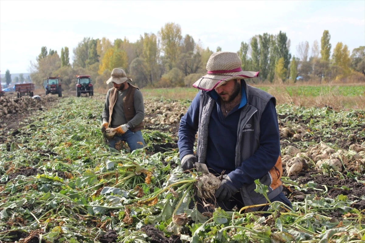 Kars\'ın Akyaka ilçesinde çiftçiler imece usulüyle şeker pancarı hasadı yapıyor