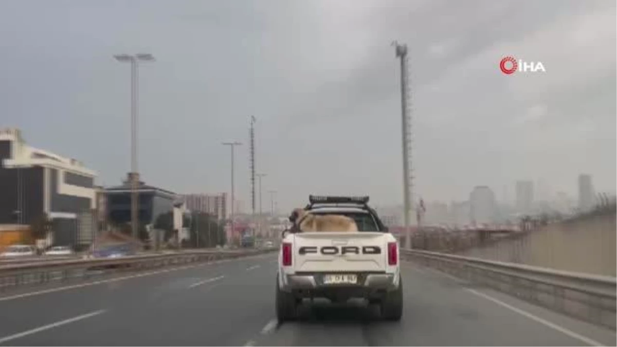 Köpeğini aracın kasasına bağlayarak seyreden sürücü kamerada