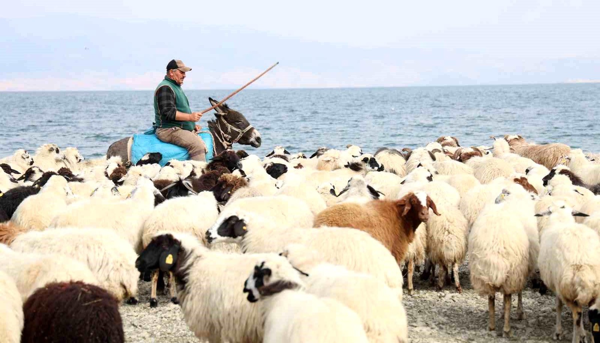 Elazığlı Üreticiler Keban Baraj Gölü\'ne Döndü