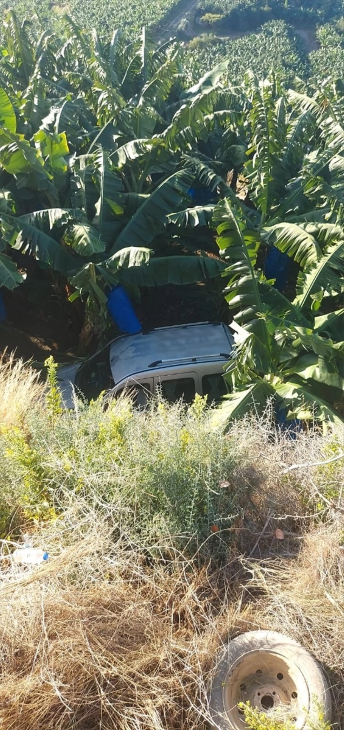 Alanya\'da hafif ticari araç muz bahçesine devrildi, 1 kişi ağır yaralandı