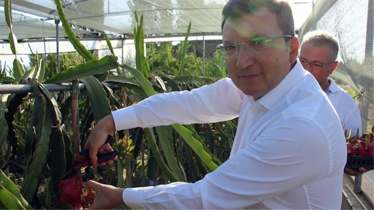 Aydın\'da ejder meyvesi üretimi artıyor! Kilosu 200 TL