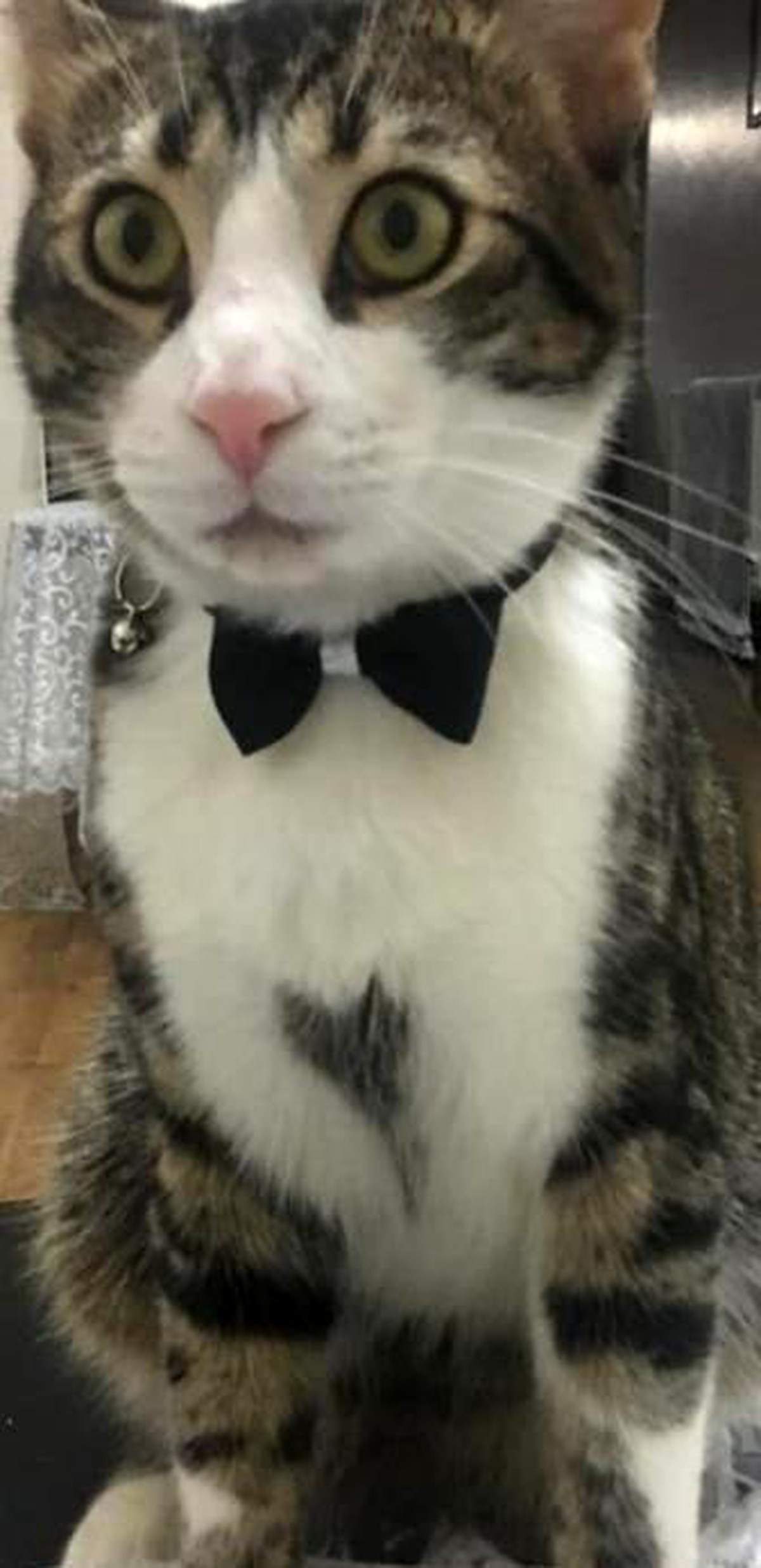 Bayrampaşa\'da Kedi Kaçırma Olayı