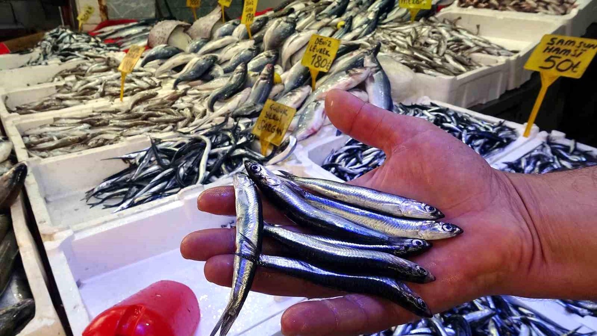 Samsun\'da Hamsi Fiyatları Düştü