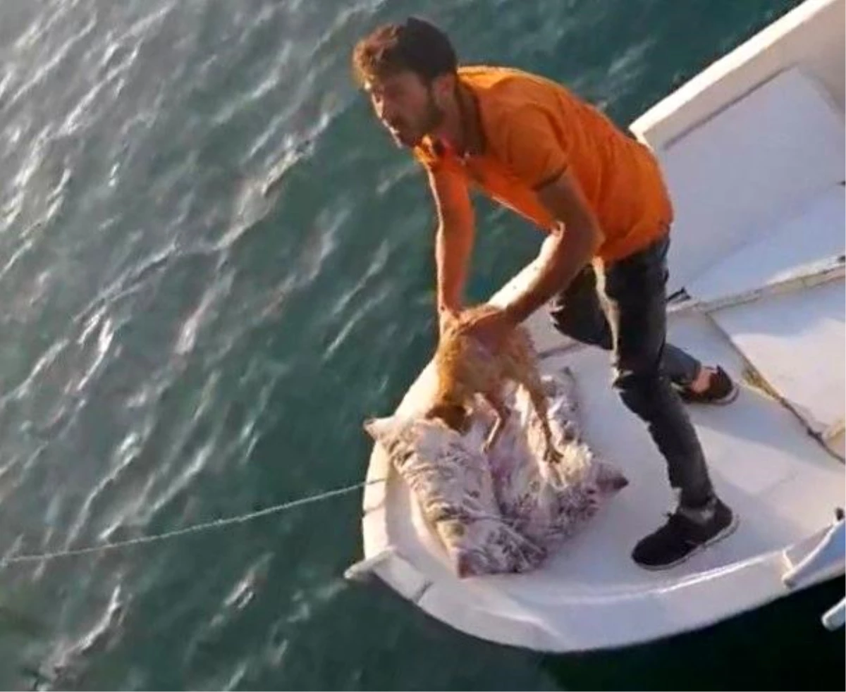Fatsa İskelesi\'nde denize düşen kedi kayıkla kurtarıldı