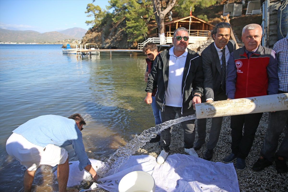 Fethiye\'de 200 Bin Levrek Yavrusu Denize Bırakıldı