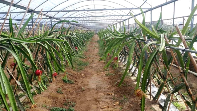 Aydın'da ejder meyvesi üretimi artıyor! Kilosu 200 TL