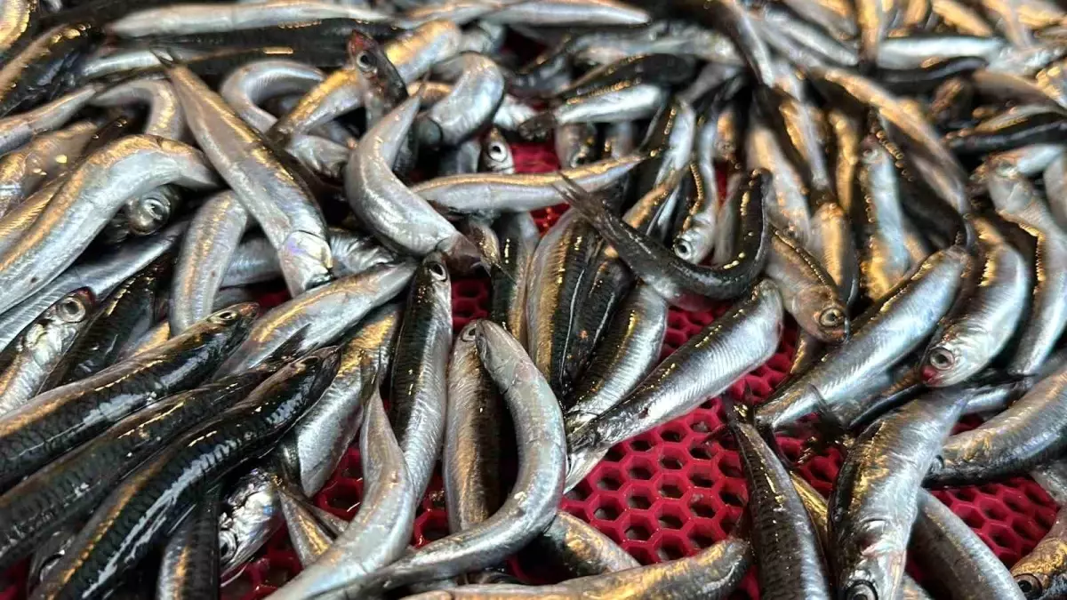 Karadeniz\'de Balık Çeşitleri Azalıyor