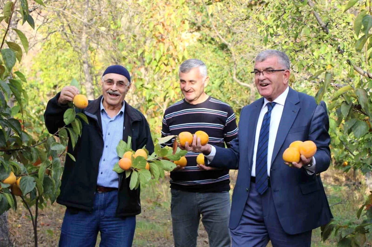 Amasya\'da Cennet Hurması Üretimi Artıyor