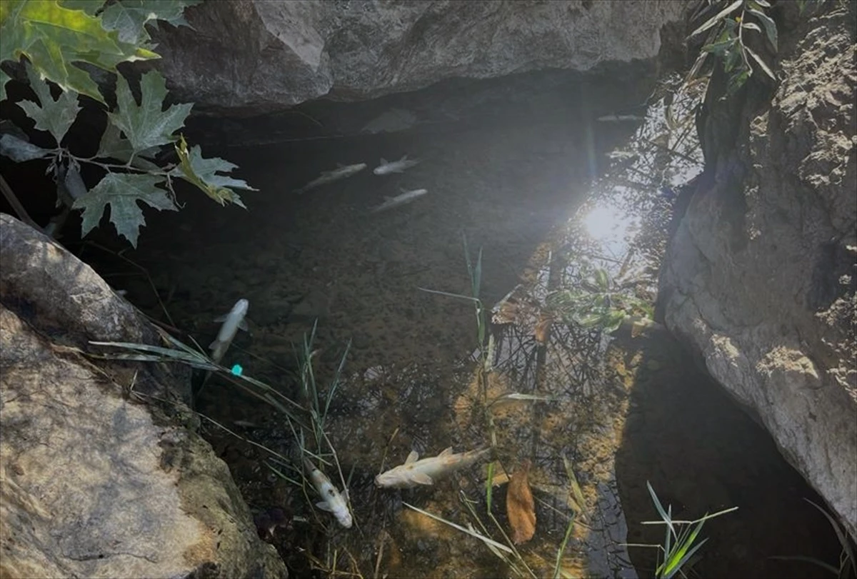 Çanakkale\'de Kocabaş Çayı\'nda Balık Ölümleri İncelemeye Alındı