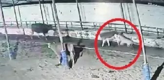 Kayseri'de Kurtlar Çiftliğe Saldırdı: 2 İnek Yaralandı