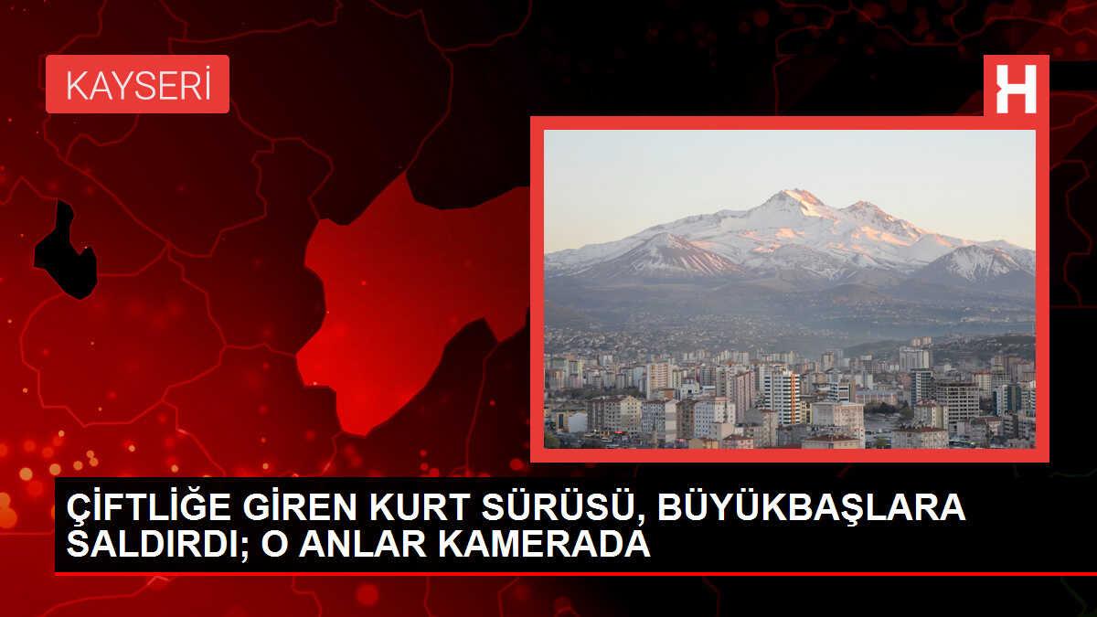 Kayseri'de Kurtlar Çiftliğe İndi, İnekleri Yaraladı
