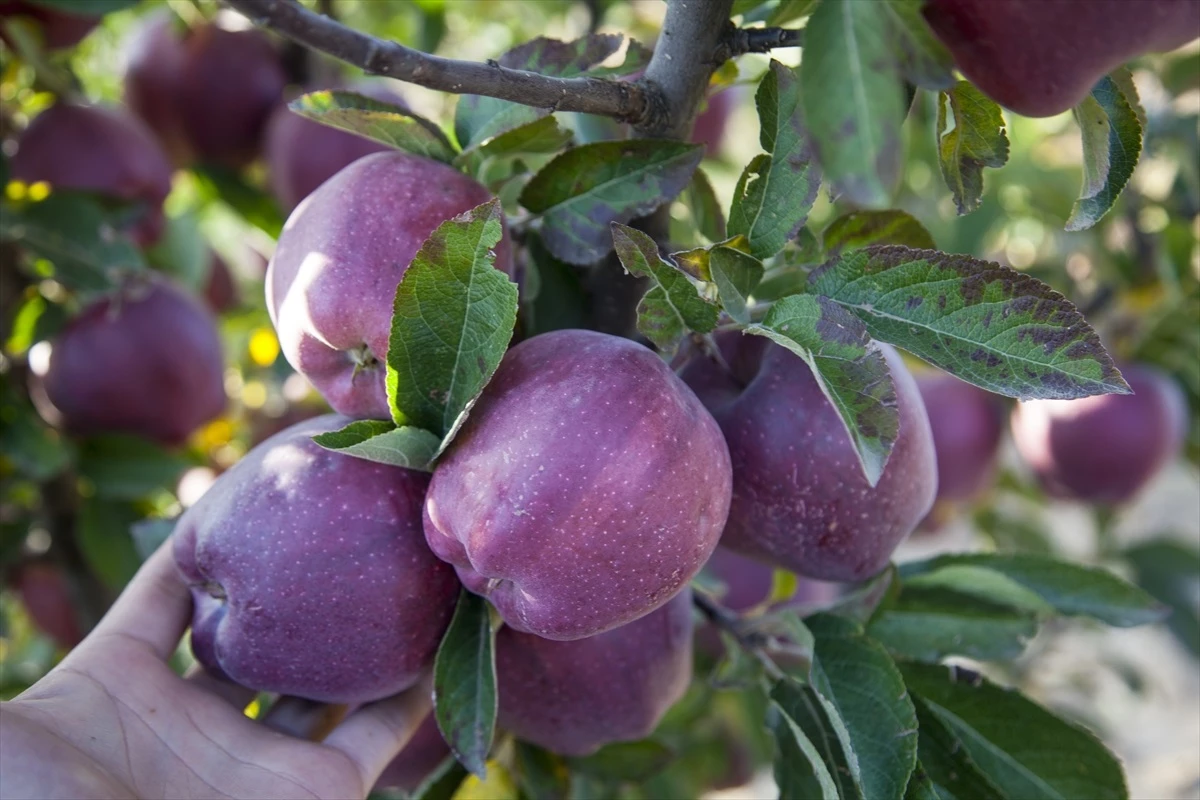 Ahlat\'ta Yetiştirilen Elmalar Yurt İçi ve Yurt Dışına Satılıyor