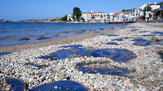 Foça plajlarında denizanası istilası: Yüzlercesi kıyıya vurdu