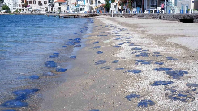 Foça plajlarında denizanası istilası: Yüzlercesi kıyıya vurdu