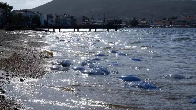 Foça plajlarında denizanası istilası: Yüzlercesi kıyıya vurdu