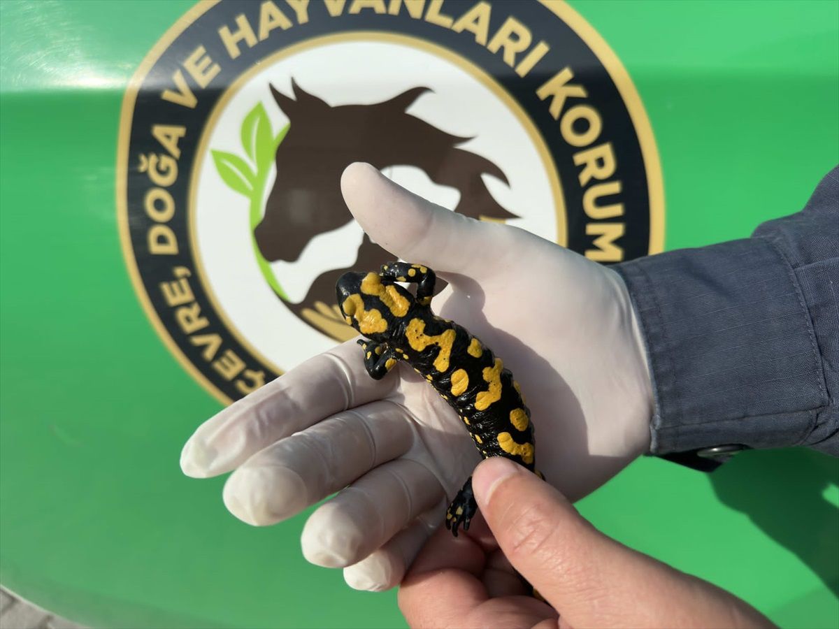 Kahramanmaraş\'ta Tehdit Altında Olan Sarı Benekli Semender Görüldü