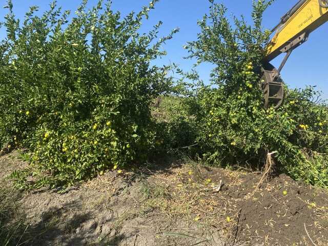 Limon tarlada 30 kuruşa kadar düştü, üreticiden Tarım Kredi'ye çağrı geldi: Limonata yapılıp vatandaşa satılsın Limon tarlada 30 kuruşa kadar düştü, üreticiden Tarım Kredi'ye çağrı geldi: Limonata yapılıp vatandaşa satılsın