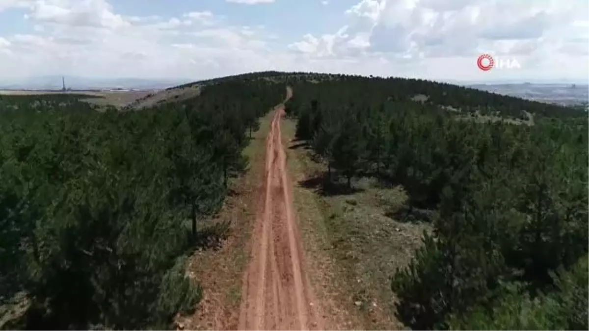 Kırşehir\'de 400 Bin Fidan Dikimi İçin Seferberlik Çağrısı