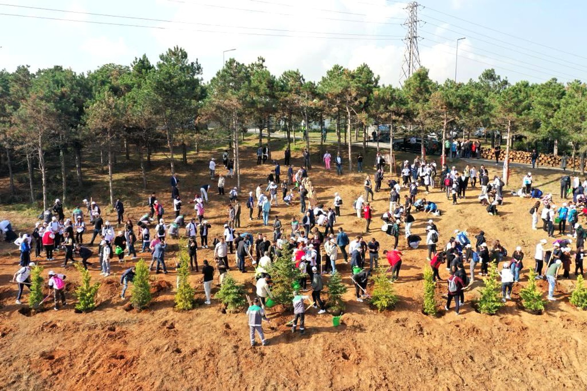 Sultangazi Mimar Sinan Şehir Ormanı\'nda Yangın Sonrası Ağaç Dikim Etkinliği