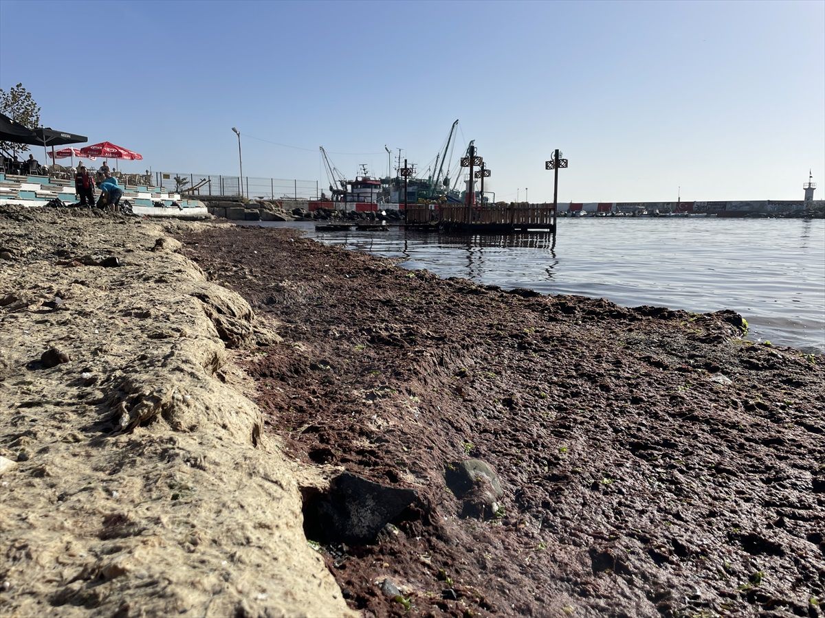 Tekirdağ\'da Lodos Nedeniyle Sahilde Kırmızı Yosun Birikintisi Oluştu