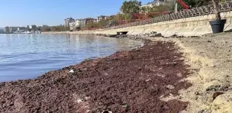 Tekirdağ Sahili Şiddetli Lodosla Yosunla Kaplandı