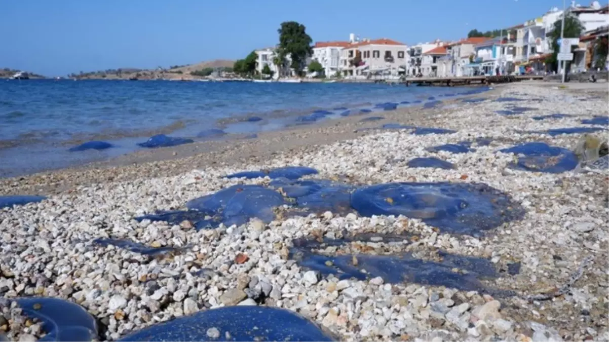 Foça Plajlarında Denizanası İstilası Devam Ediyor