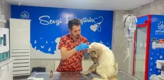 Adıyaman'da köpeğe bıçaklı saldırı: Köpek tedavi altında, sahibi psikiyatri servisine yatırıldı