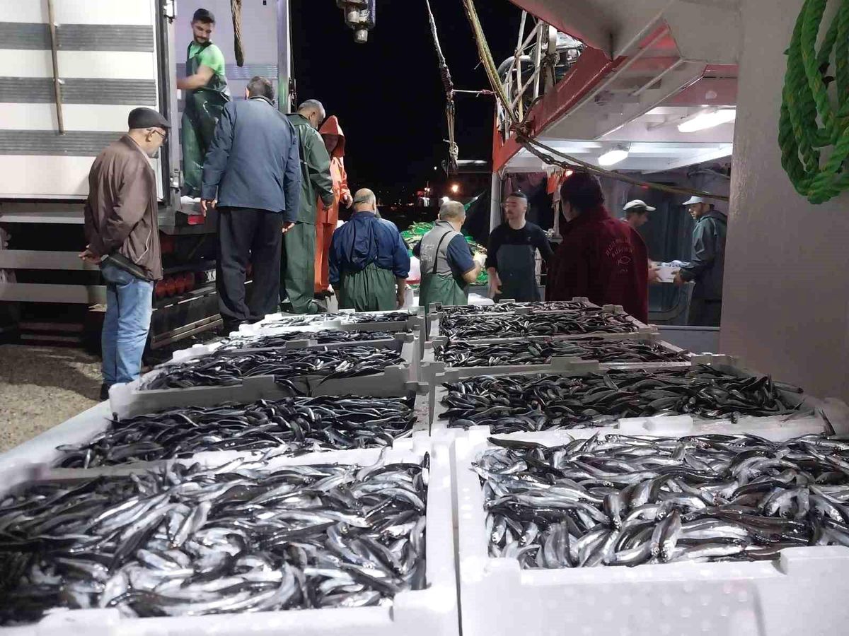 Karadeniz ve Marmara\'da Hamsi Bereketi Yaşanıyor
