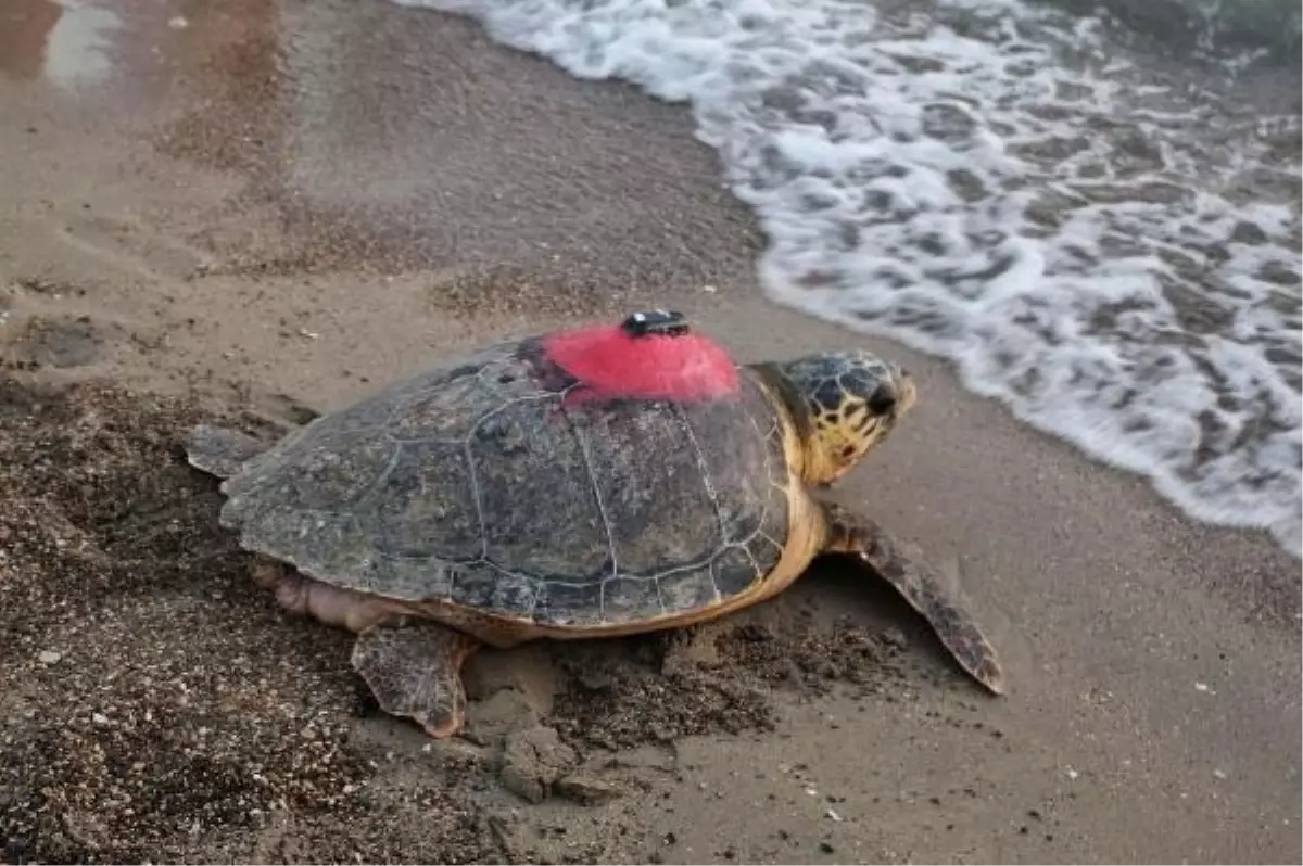 Tedavi edilen caretta caretta 'Tuba', 50 ayda 28 bin kilometre yol katetti