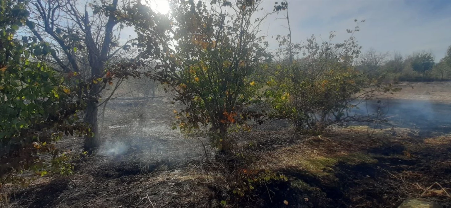 Çorum\'un Dodurga ilçesinde yangında 7 dekar meyve bahçesi zarar gördü