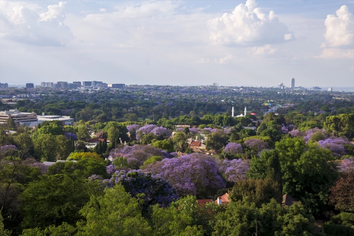 Güney Afrika\'nın Johannesburg şehri jakaranda ağaçlarıyla mora büründü