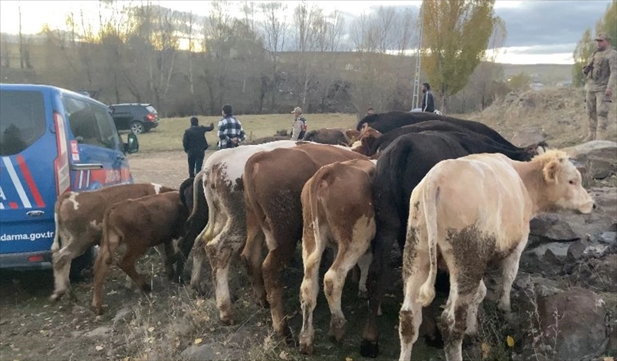 Kars\'ta Çalınan Büyükbaş Hayvanları Satmaya Çalışan Şüpheliler Tutuklandı