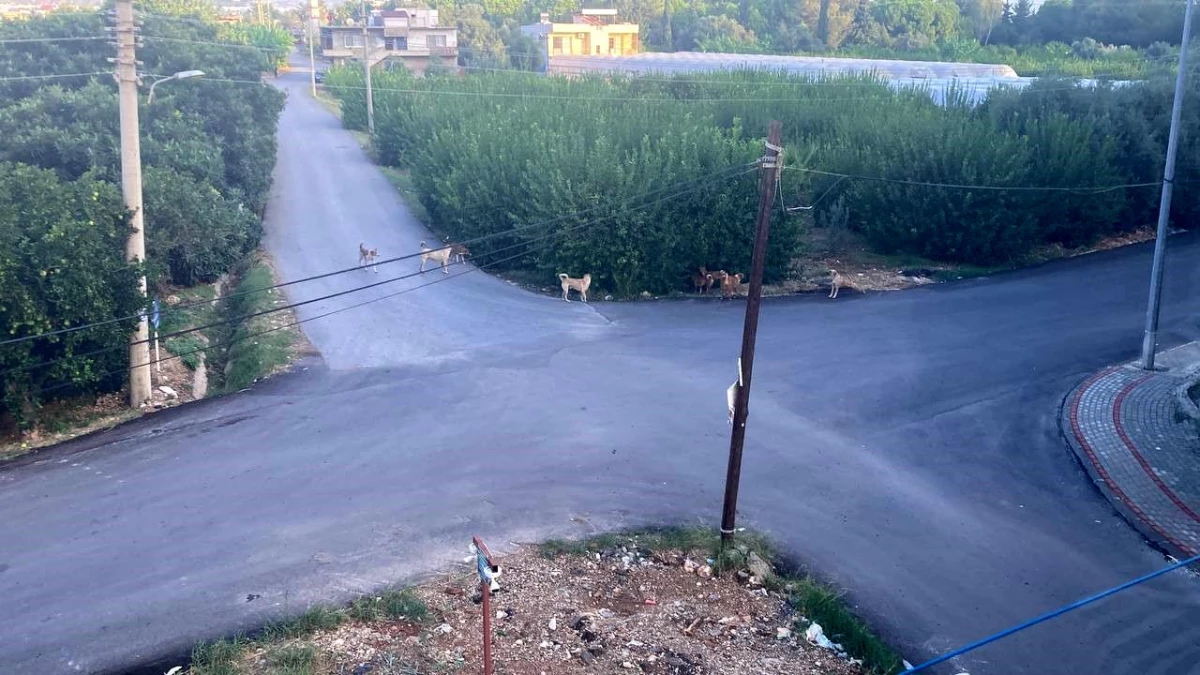 Mersin\'de Sokak Köpeği 3 Tekerlekli Motora Saldırdı